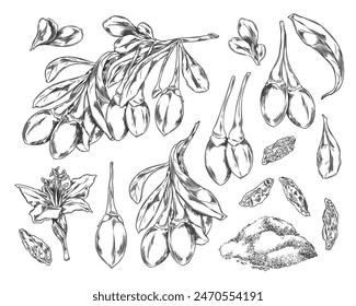 Collection of botanical vector drawings in sketch style: goji berries, a twig with flowers and leaves, dried berries, freeze-dried powder is ideal for the theme of wellness.