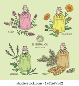 Collection of bottle with essential oils: calendula oil, thyme essential oil, verbena oil, spruce. Cosmetic, perfumery and medical plant. Vector hand drawn illustration