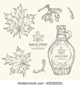 Collection of a bottle of maple syrup and maple leaves. Hand drawn