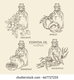 Collection of bottles with essential oils: essential oil of shea nuts, grapefruit, apricot and eucalyptus. Cosmetic, perfumery and medical essential oils.Vector set hand drawn illustration