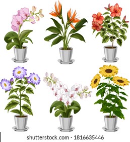 Collection of bouquets of flowers.Colored set of bouquets of flowers in pots.