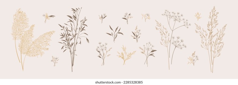 Collection of bouquets of wild herbs. Botanical set with dried grasses. Neutral tones. Vector illustration. Sketch style. 