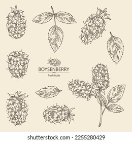 Collection of boysenberry: leaves and boysenberry plant. Vector hand drawn illustration.