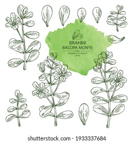 Collection of brahmi: brahmi flower, plant and leaves. Bacopa Monier. Indian pennywort. Cosmetic and medical plant. Vector hand drawn illustration
