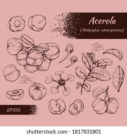 Collection of branch acerola cherry, fruit, flower . Detailed hand-drawn sketches, vector botanical illustration.