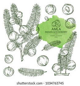 Collection of branch of indian gooseberry, amla: berries and leaves of amla. Cosmetics and medical plant. Vector hand drawn illustration.
