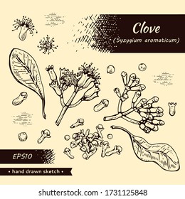 Collection of branches of a carnation tree with leaves, buds and flowers . Detailed hand-drawn sketches, vector botanical illustration.  For menu, label, packaging design.