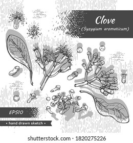 Colección de ramas de un árbol de claveles con hojas, brotes y flores. Esbozos detallados dibujados a mano, ilustración botánica vectorial.  Para el menú, etiqueta, diseño de empaquetado.