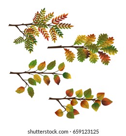 Collection of branches of various deciduous trees. Birch, oak, elm, maple, poplar, aspen, linden, aspen, hornbeam, mountain ash, acacia. Vector illustration for autumn.