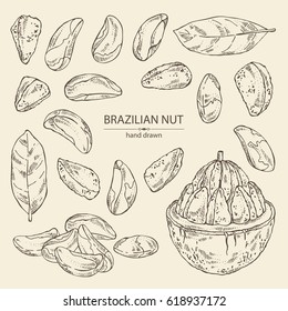 Collection of brazilian nut: nut, fruit, leaf. Hand drawn