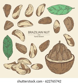 Collection of brazilian nut: nut, fruit, leaf. Hand drawn
