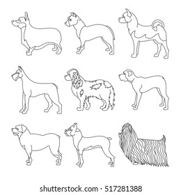 Collection of breeds dog in line