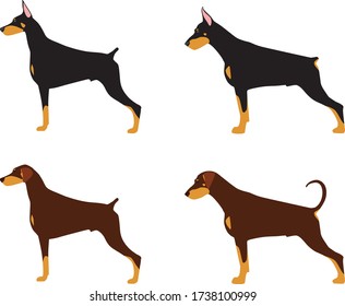 Collection of breeds of short-haired service dogs and their types 