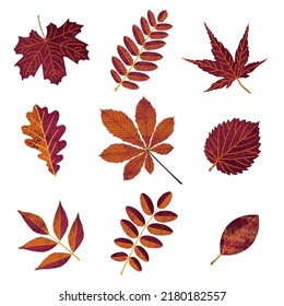 Collection of bright autumn leaves. Vector illustration in flat style, isolated on white background