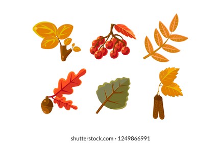 Collection of bright colorful autumn leaves, autumn nature design elements vector Illustration on a white background