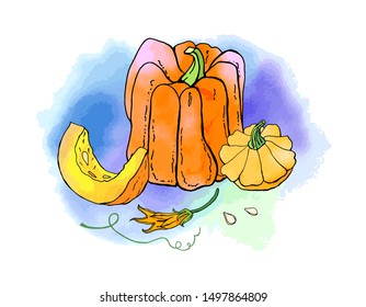 Collection of bright orange autumn pumpkins. Fall harvest. Vector stock set. Cute cartoons with watercolor texture. Halloween, thanksgiving. Food background. Hand drawn design elements. 