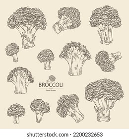 Collection of broccoli: full broccoli, piece and broccoli inflorescence. Vector hand drawn illustration.