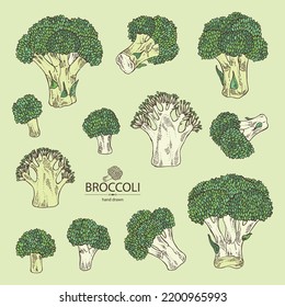 Collection of broccoli: full broccoli, piece and broccoli inflorescence. Vector hand drawn illustration.