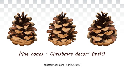 Collection Brown pine cones. Christmas decor in a realistic style. New Year decoration.Decoration for christmas and new year holidays. Botany and biology, forest and wood, nature theme. Vector. Eps 10