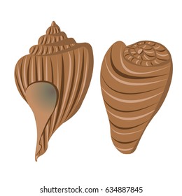 A collection of brown realistic sea shells with a pattern of strips. Summer beach vacation. Vector illustration, isolated on white background, can be used in newsletter, brochures, postcards, banner. 