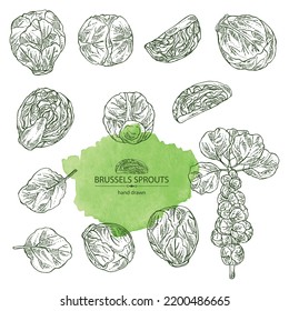 Collection of brussels sprouts: head of cabbage, full brussels sprouts and brussels sprouts piece. Vector hand drawn illustration. 