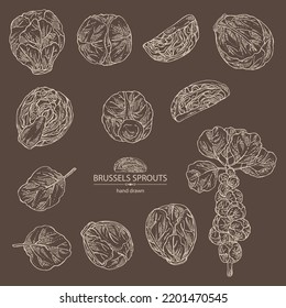 Collection of brussels sprouts: head of cabbage, full brussels sprouts and brussels sprouts piece. Vector hand drawn illustration. 