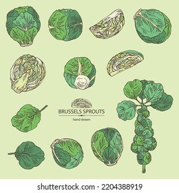 Collection of brussels sprouts: head of cabbage, full brussels sprouts and brussels sprouts piece. Vector hand drawn illustration. 