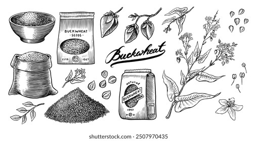  Collection of buckwheat. Engraved, hand drawn plant and buckwheat groats. Grass cereal crops outline icon set vector illustration. Ink and clipart style. Line hand drawing agriculture.