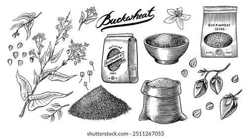  Collection of buckwheat. Engraved, hand drawn plant and buckwheat groats. Grass cereal crops outline icon set vector illustration. Ink and clipart style. Line hand drawing agriculture.