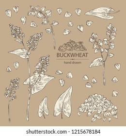 Collection of buckwheat: plant and buckwheat groats. Vector hand drawn illustration
