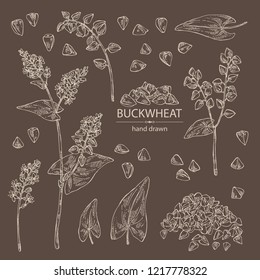 Recogida de trigo sarraceno: plantaciones y trigo sarraceno. Ilustración dibujada a mano por el vector