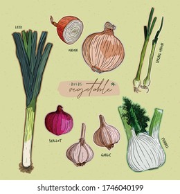 Colección de verduras de bulbo. vector de esbozo de dibujo manual.