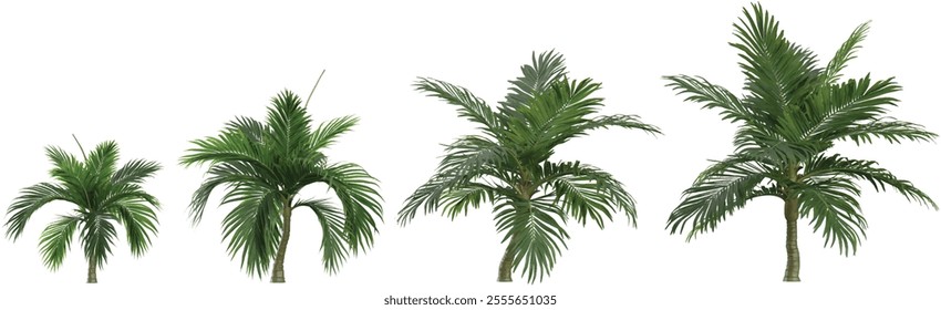 Collection of Burretiokentia plants on transparent background