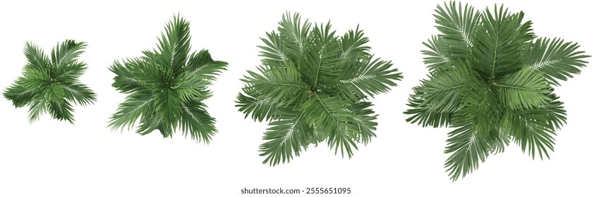 Collection of Burretiokentia plants on transparent background from the top view