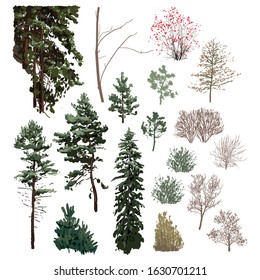 Collection of bushes without leaves and coniferous trees of different hights. Vector design elements isolated on white background