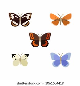 Collection of butterflies