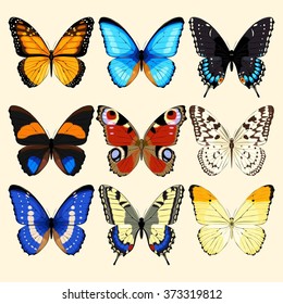 Collection of butterflies