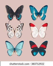 Collection of butterflies