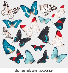 Collection of butterflies