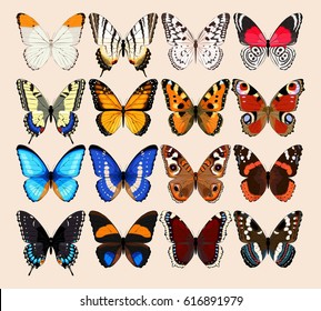 Collection of butterflies