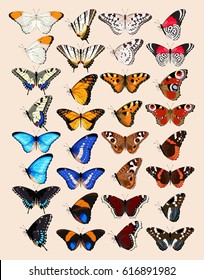 Collection of butterflies