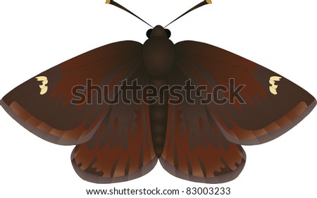 Collection of butterflies: