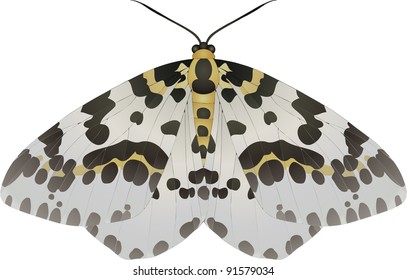 Collection of butterflies: Abraxas grossulariata Magpie Moth