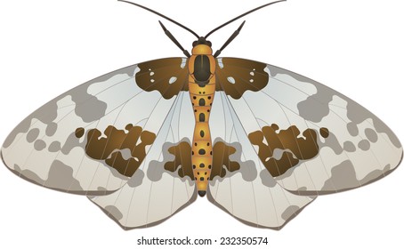 Collection of butterflies: Abraxas sylvata Clouded Magpie
