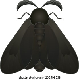 Collection of butterflies: Acanthopsyche atra Dusky Sweep