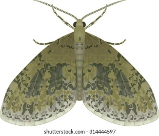 Collection of butterflies: Acasis viretata Yellow-barred Brindle