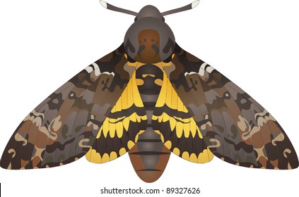 Collection of butterflies: Acherontia atropos Death's-head Hawkmoth