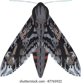 Collection of butterflies: Agrius convolvuli Convolvulus Hawk-moth
