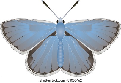 Collection of butterflies: Agrodiaetus amanda Amanda's Blue