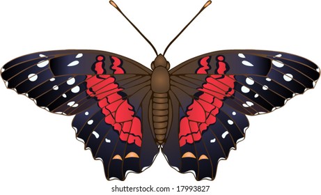Collection of butterflies: Anartia amathea